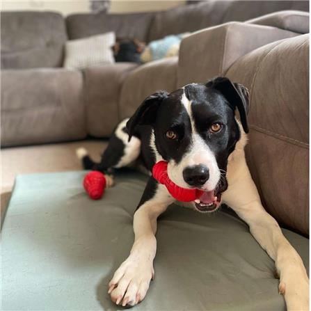 ของเล่นสุนัข GIGWI BULB ไซซ์ M สีแดง_3