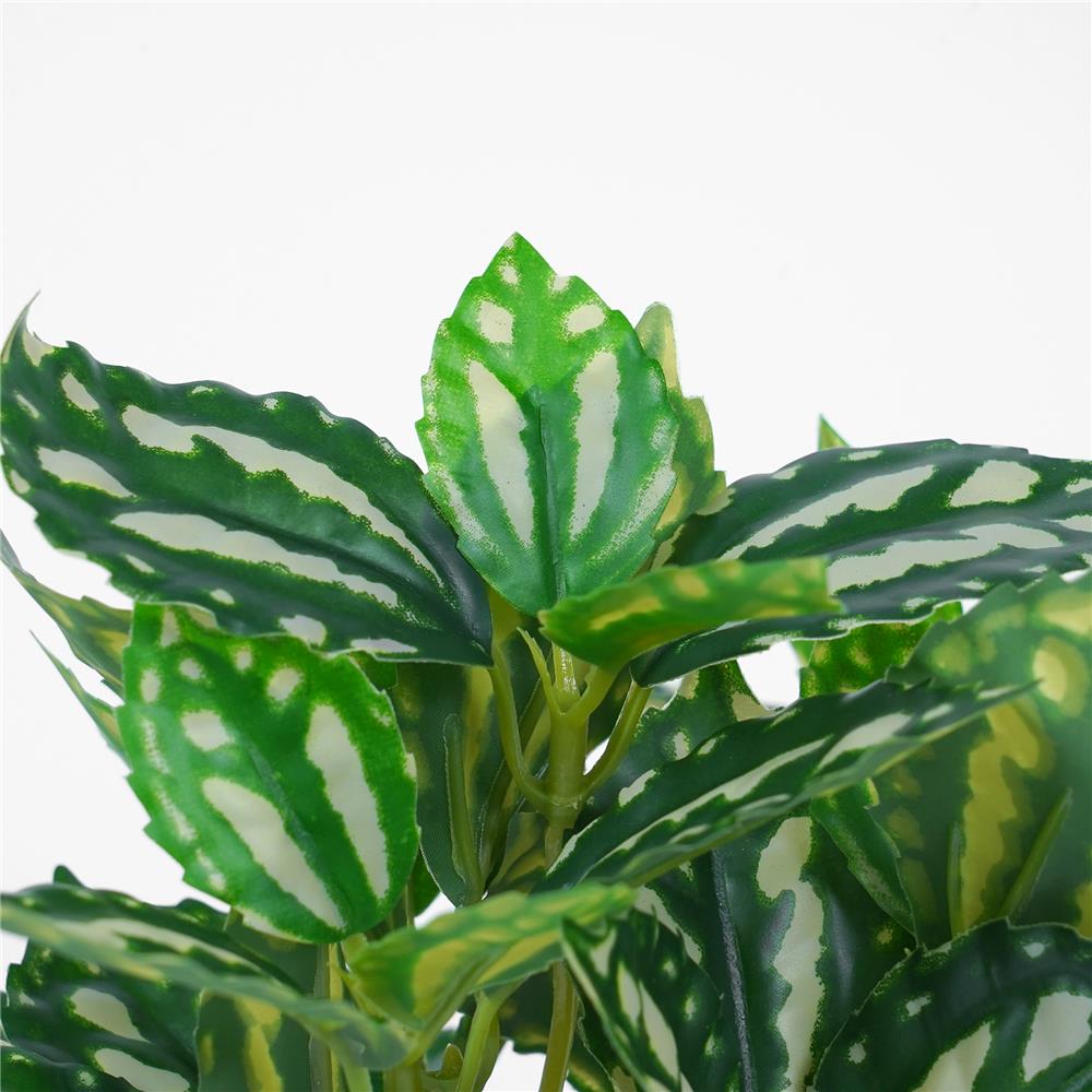 ต้นเศรษฐีนำโชค SPRING 18 ซม.