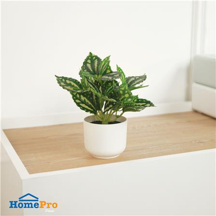 ต้นเศรษฐีนำโชค SPRING 18 ซม._4