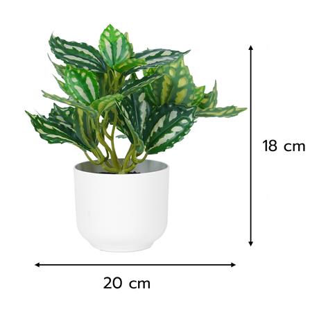 ต้นเศรษฐีนำโชค SPRING 18 ซม._5