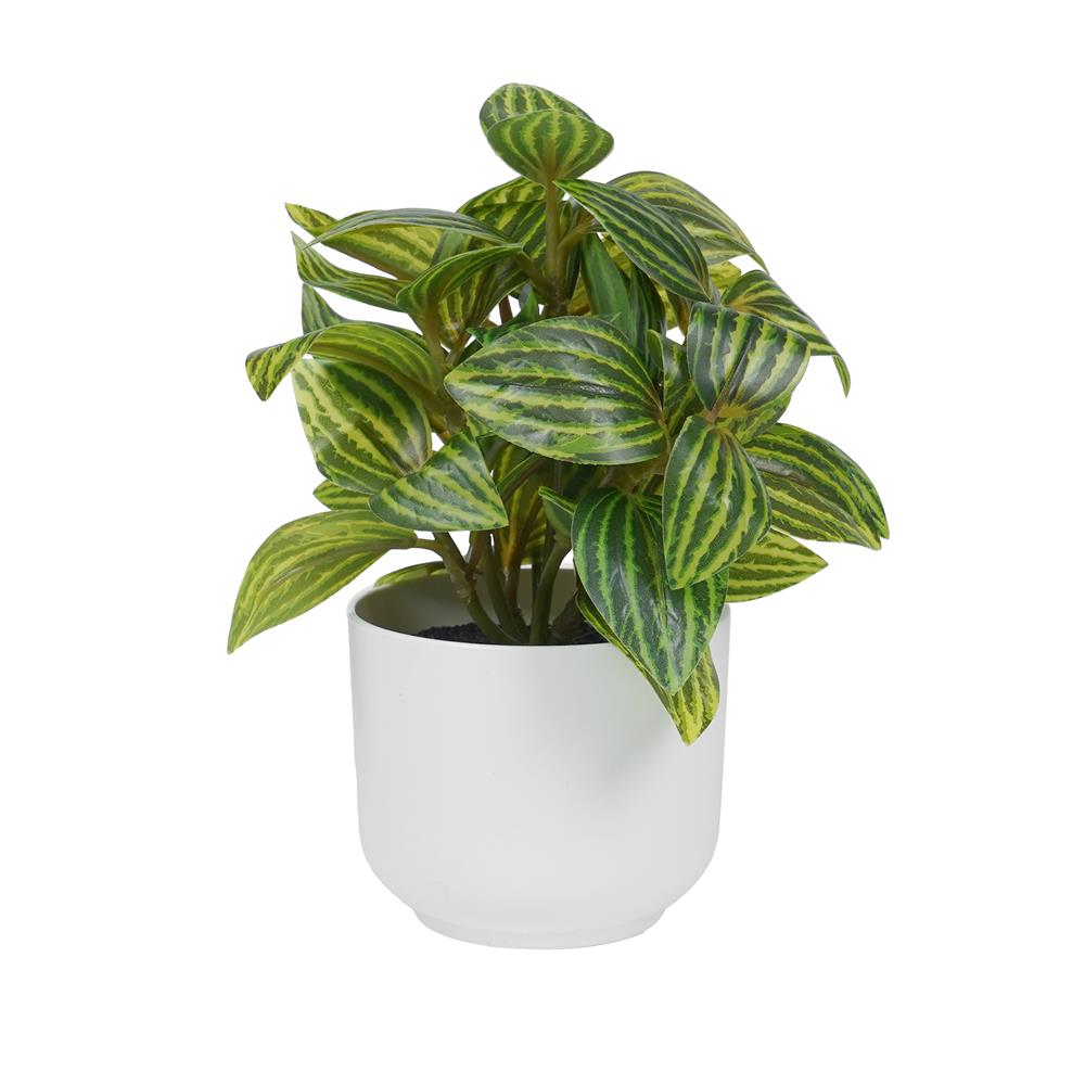 ต้นเปปเปอร์โรเมีย SPRING 18 ซม._1