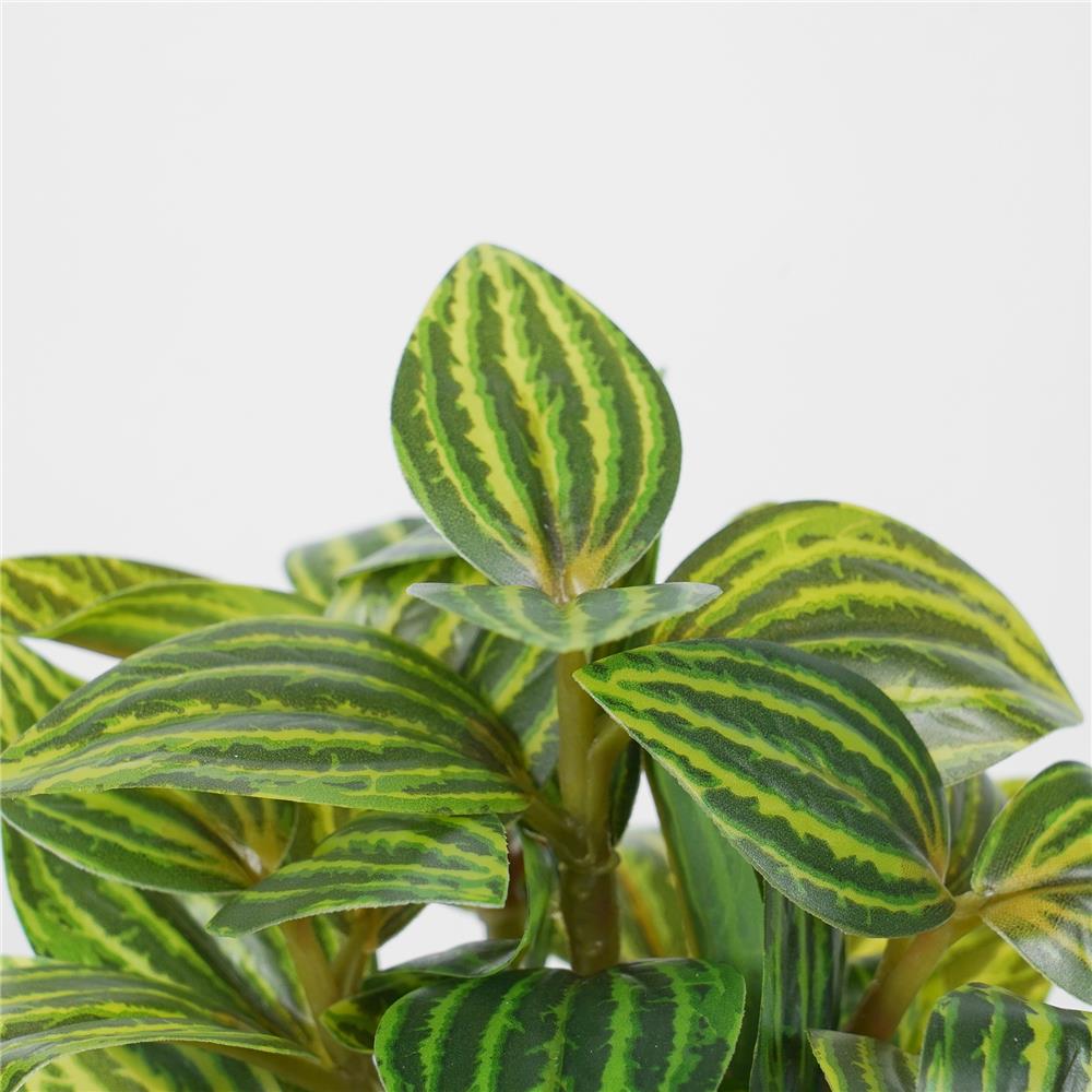 ต้นเปปเปอร์โรเมีย SPRING 18 ซม.