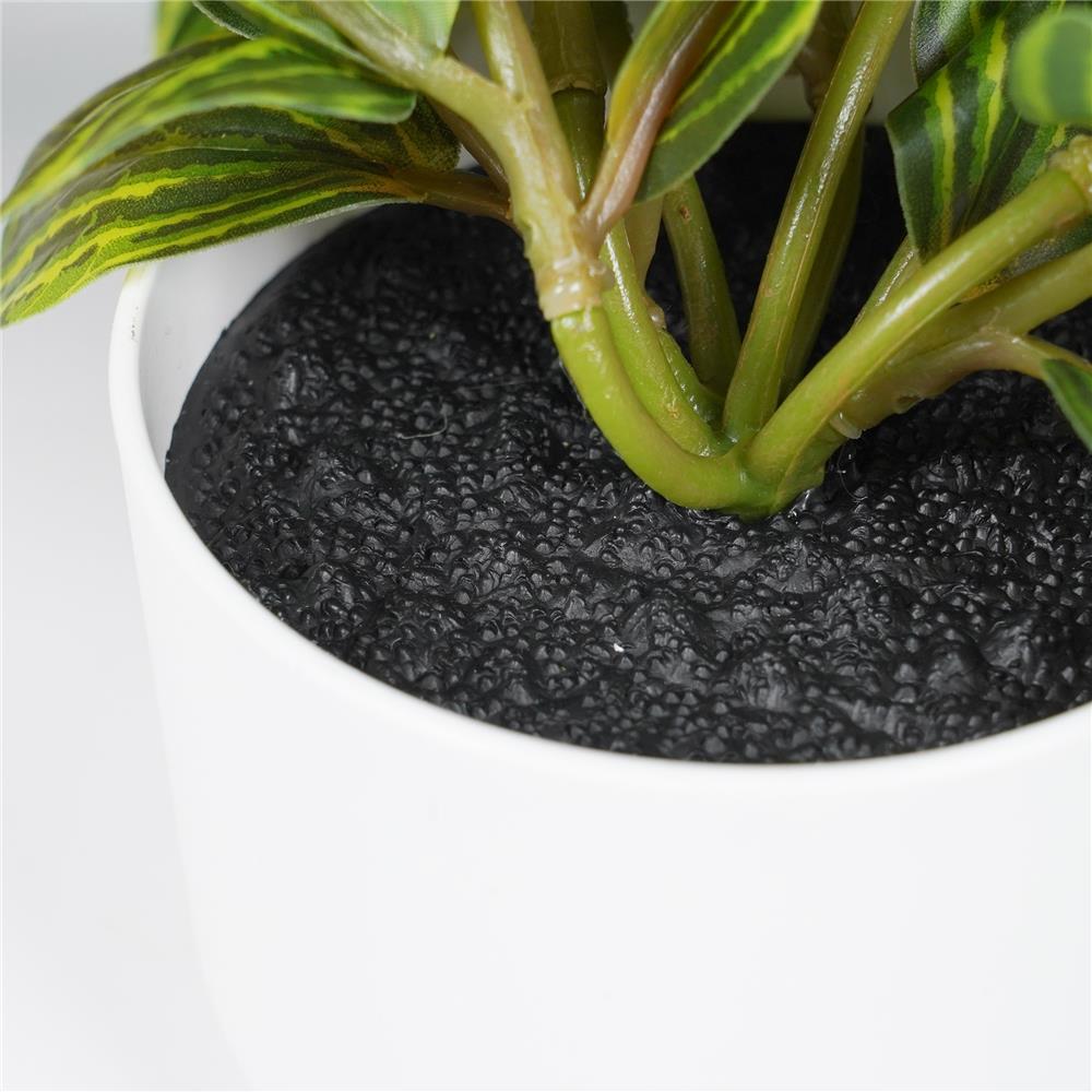 ต้นเปปเปอร์โรเมีย SPRING 18 ซม.