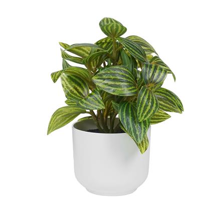 ต้นเปปเปอร์โรเมีย SPRING 18 ซม._0