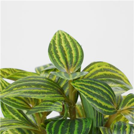 ต้นเปปเปอร์โรเมีย SPRING 18 ซม._2