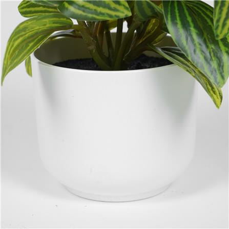 ต้นเปปเปอร์โรเมีย SPRING 18 ซม._3