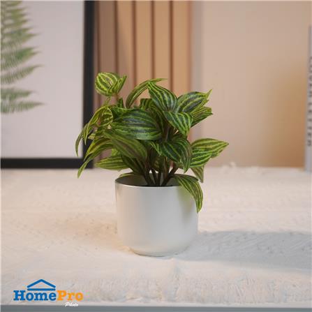 ต้นเปปเปอร์โรเมีย SPRING 18 ซม._5