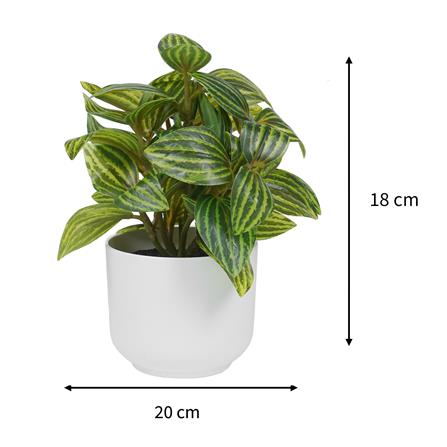 ต้นเปปเปอร์โรเมีย SPRING 18 ซม._6