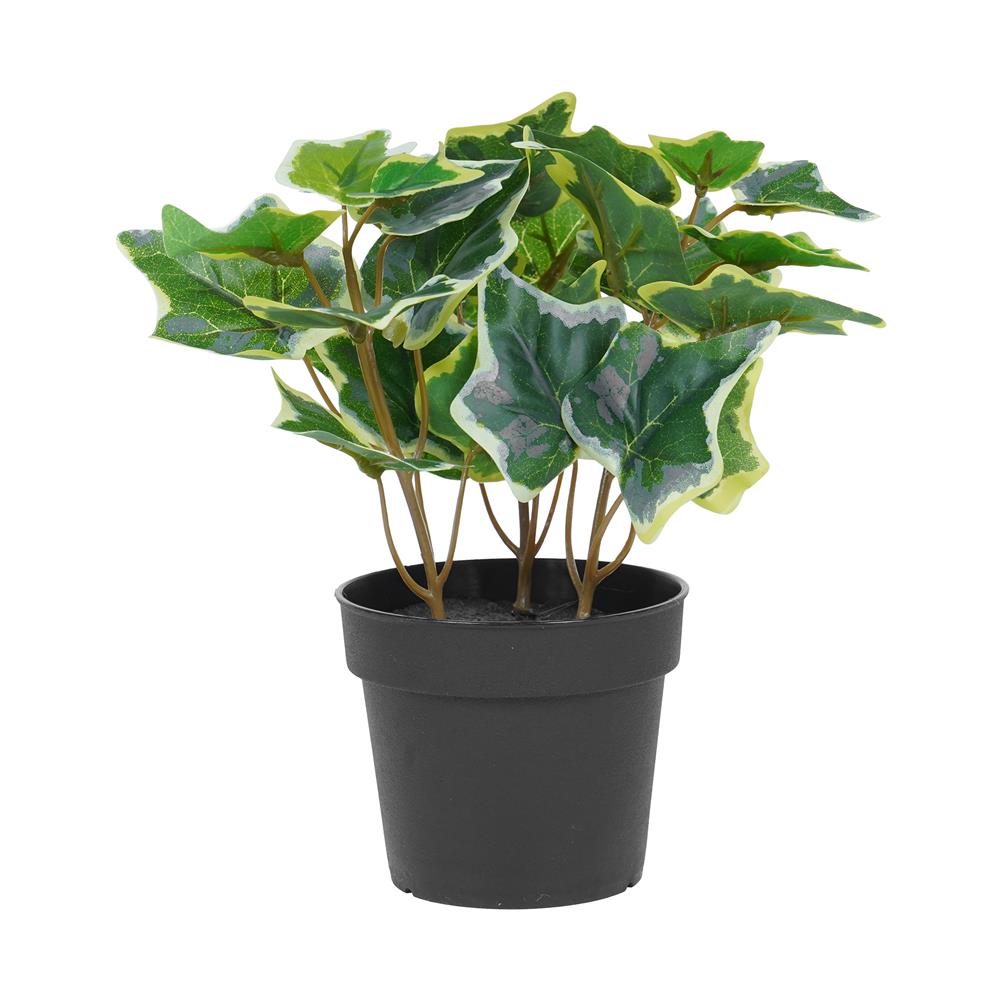 ต้นไอวี่ แองจีเรีย SPRING 19 ซม._1