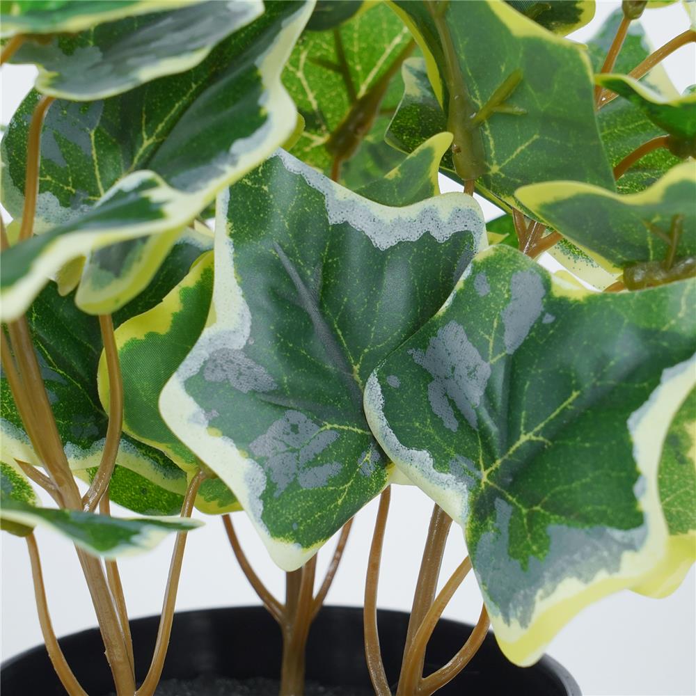 ต้นไอวี่ แองจีเรีย SPRING 19 ซม.