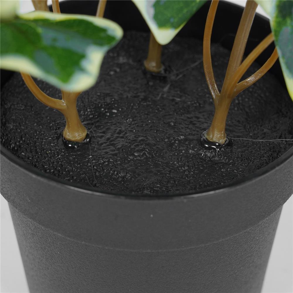 ต้นไอวี่ แองจีเรีย SPRING 19 ซม.