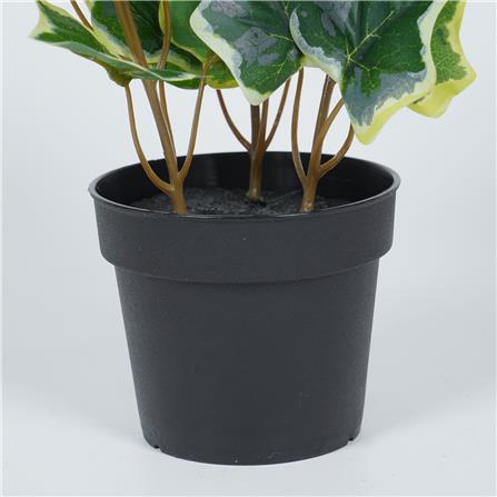 ต้นไอวี่ แองจีเรีย SPRING 19 ซม._3