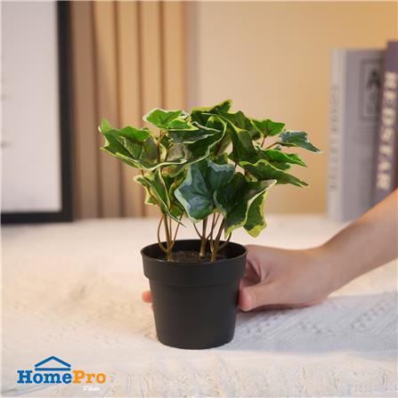 ต้นไอวี่ แองจีเรีย SPRING 19 ซม._5