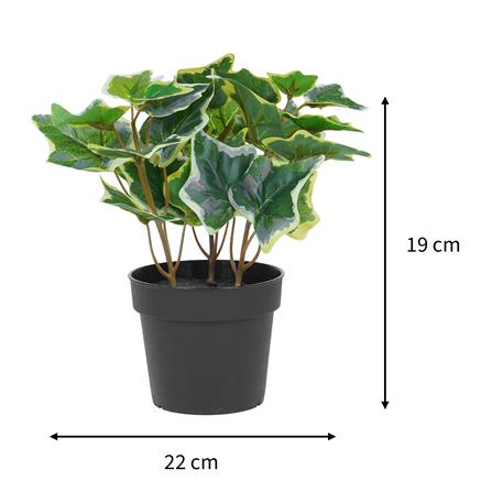 ต้นไอวี่ แองจีเรีย SPRING 19 ซม._6