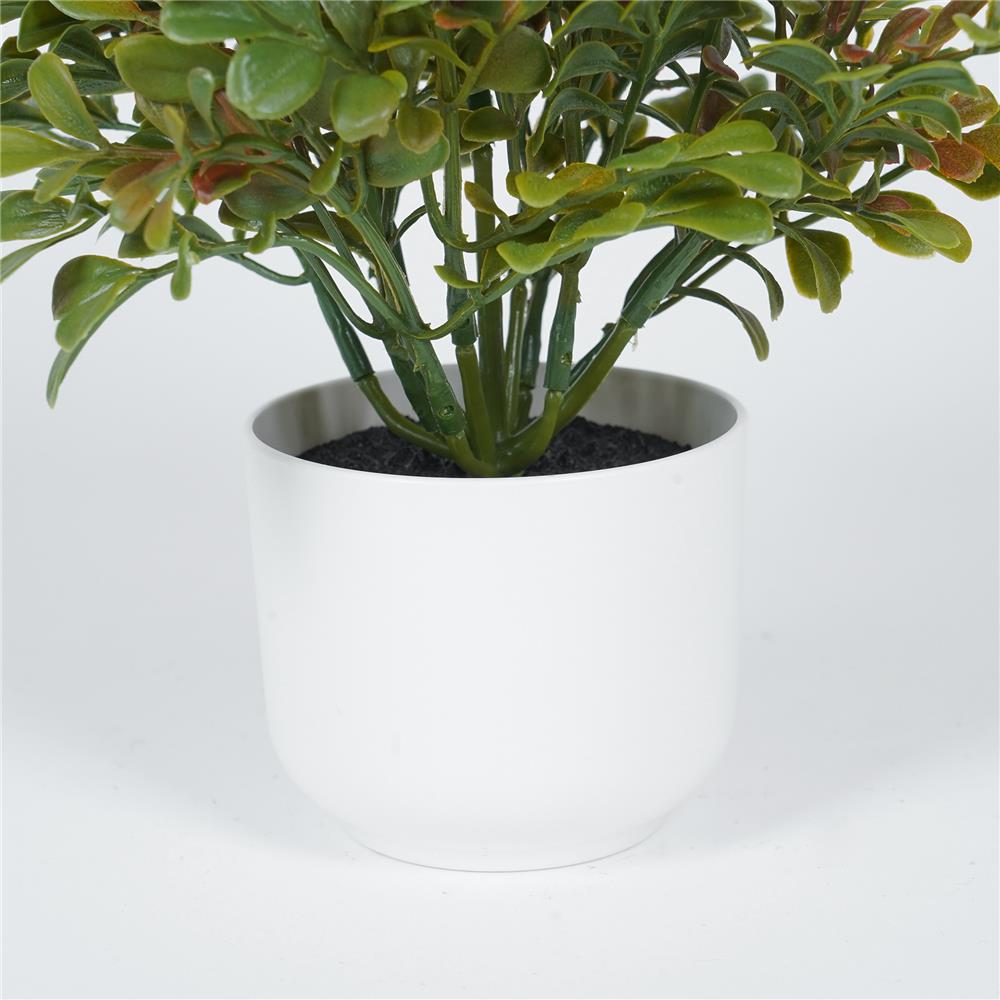 ต้นไม้บ็อกซ์วูด SPRING 20 ซม.