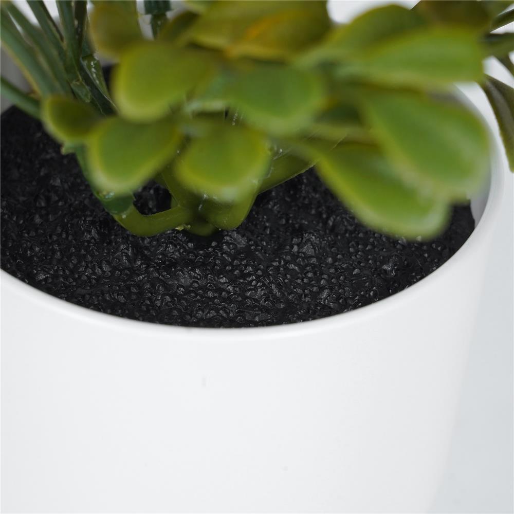 ต้นไม้บ็อกซ์วูด SPRING 20 ซม.