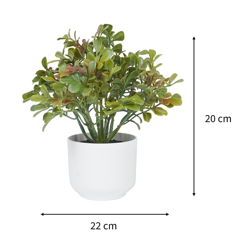 ต้นไม้บ็อกซ์วูด SPRING 20 ซม.