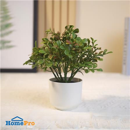 ต้นไม้บ็อกซ์วูด SPRING 20 ซม._5