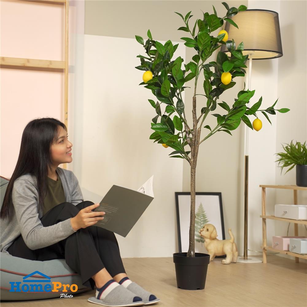 ต้นเลม่อนประดิษฐ์ SPRING 150 ซม.