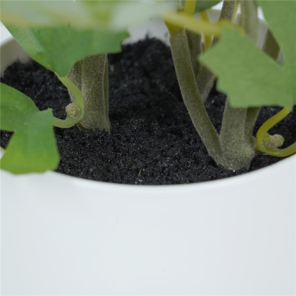 ดอกกุหลาบ SPRING 23 ซม.