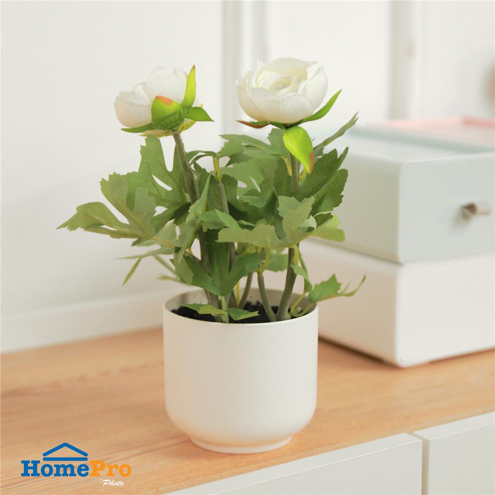 ดอกกุหลาบ SPRING 23 ซม.