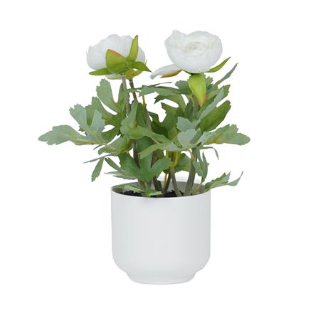 ดอกกุหลาบ SPRING 23 ซม._0