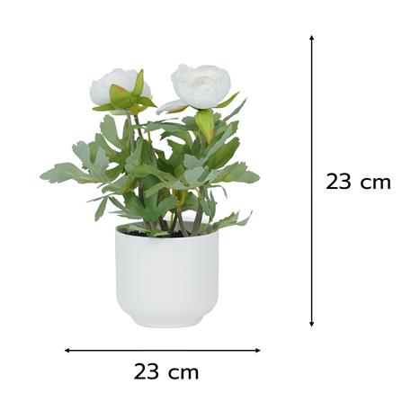 ดอกกุหลาบ SPRING 23 ซม._5