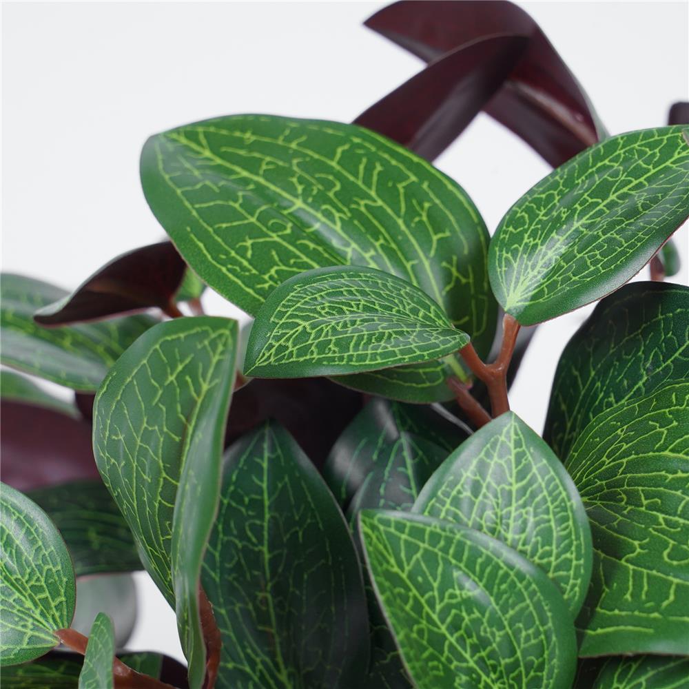 ต้นว่านกาบหอย SPRING 23 ซม.