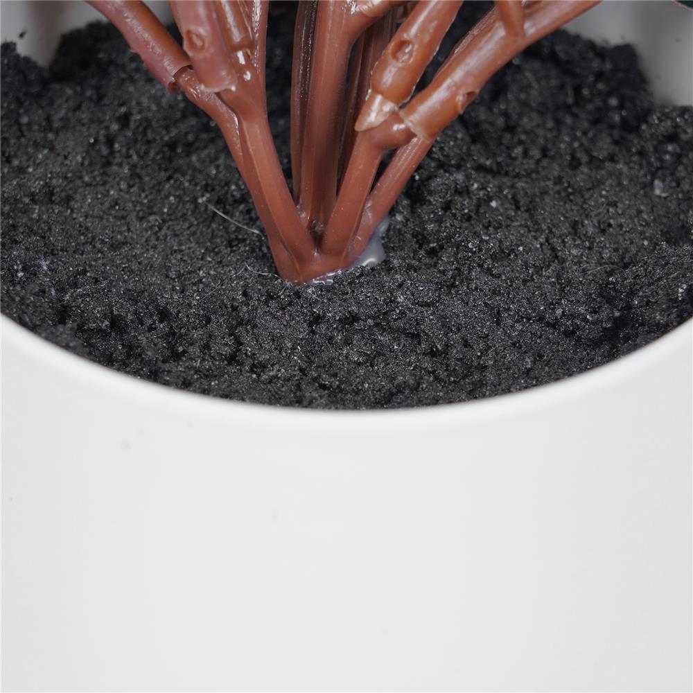 ต้นว่านกาบหอย SPRING 23 ซม.