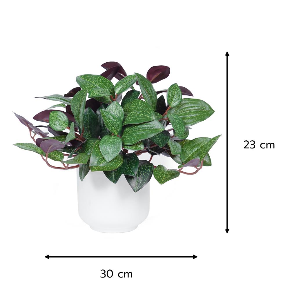 ต้นว่านกาบหอย SPRING 23 ซม.