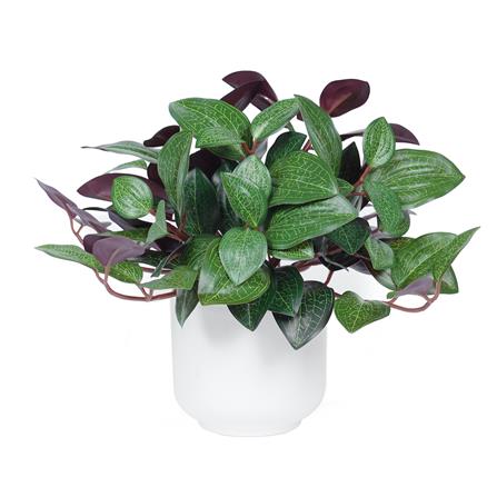 ต้นว่านกาบหอย SPRING 23 ซม._0