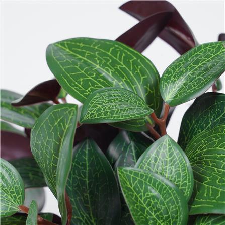 ต้นว่านกาบหอย SPRING 23 ซม._2