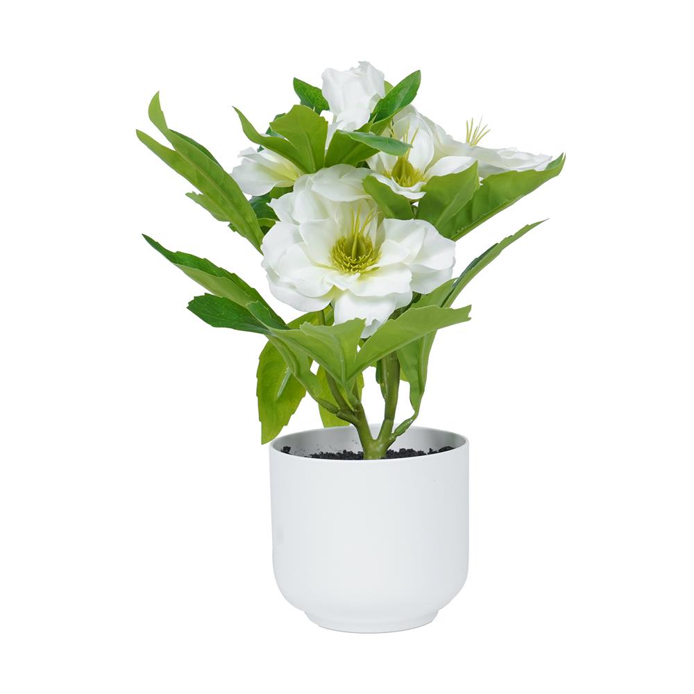 ดอกกุหลาบคริสต์มาส SPRING 25 ซม._1