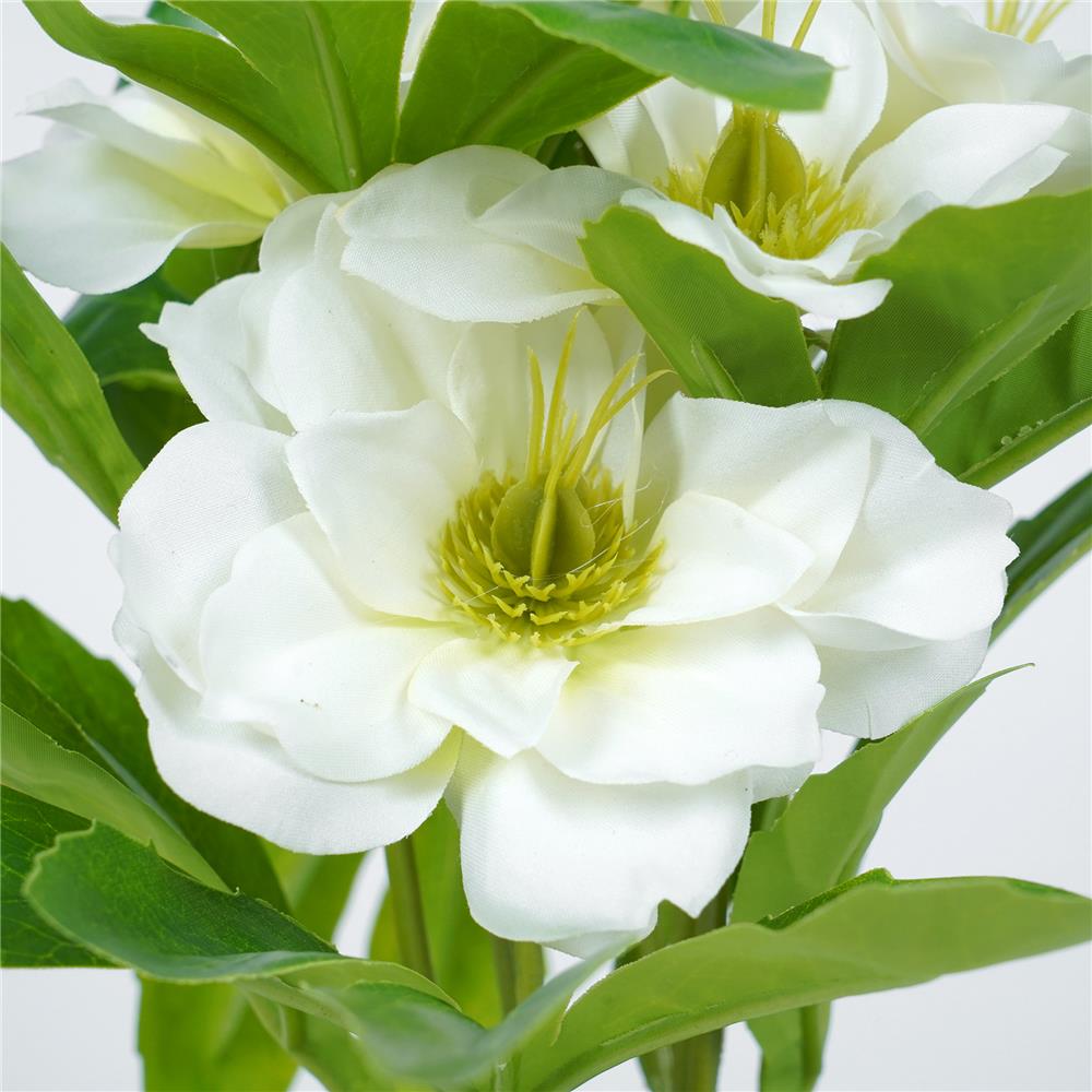 ดอกกุหลาบคริสต์มาส SPRING 25 ซม.