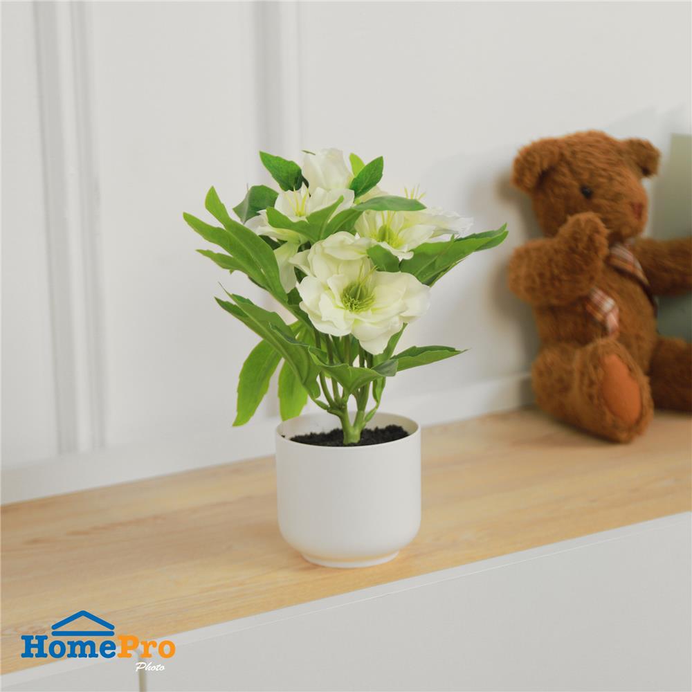 ดอกกุหลาบคริสต์มาส SPRING 25 ซม.