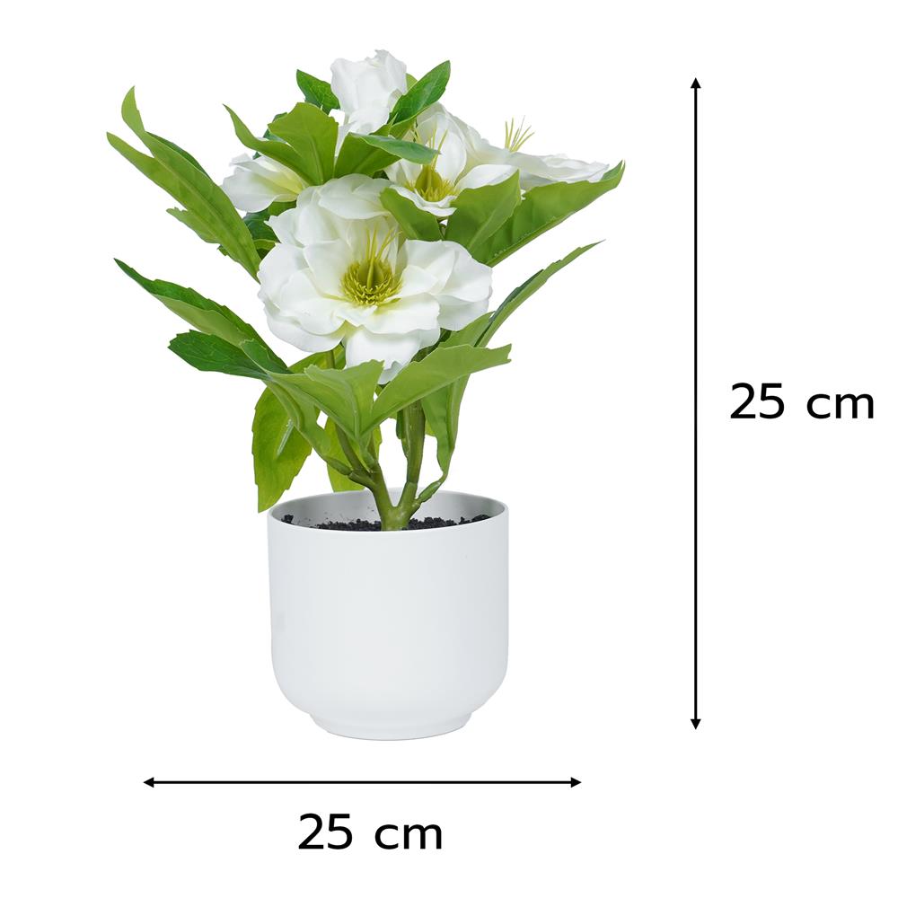 ดอกกุหลาบคริสต์มาส SPRING 25 ซม.