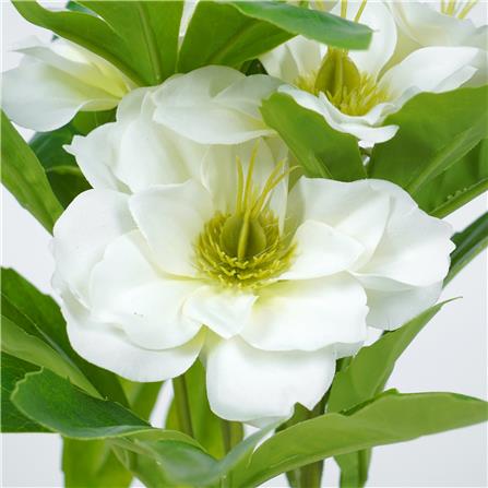 ดอกกุหลาบคริสต์มาส SPRING 25 ซม._2