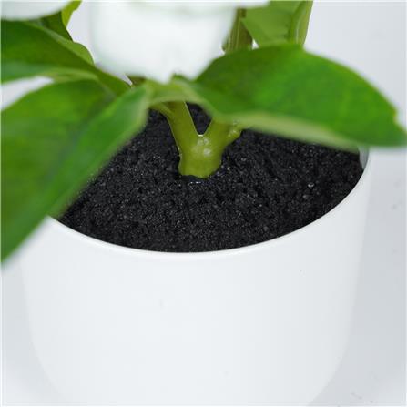 ดอกกุหลาบคริสต์มาส SPRING 25 ซม._3