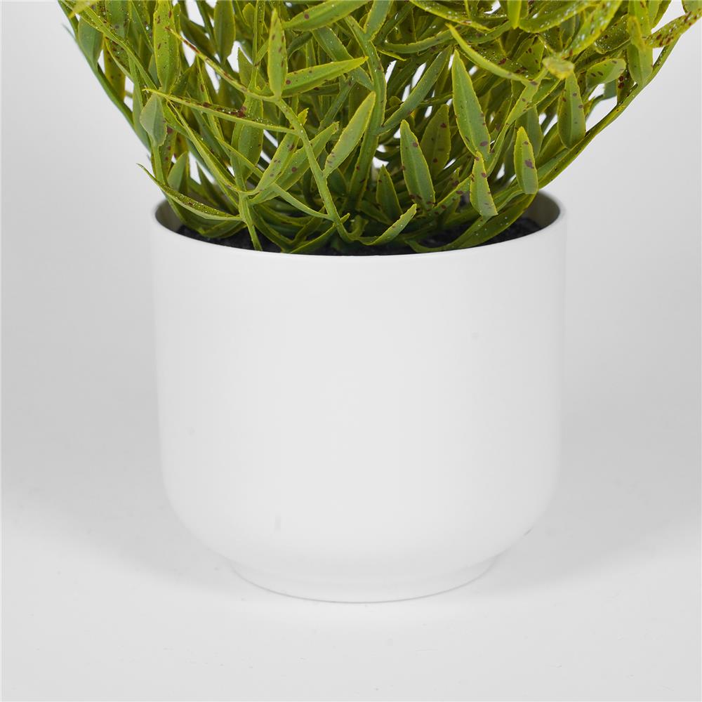 ต้นไผ่ญี่ปุ่น SPRING 25 ซม.