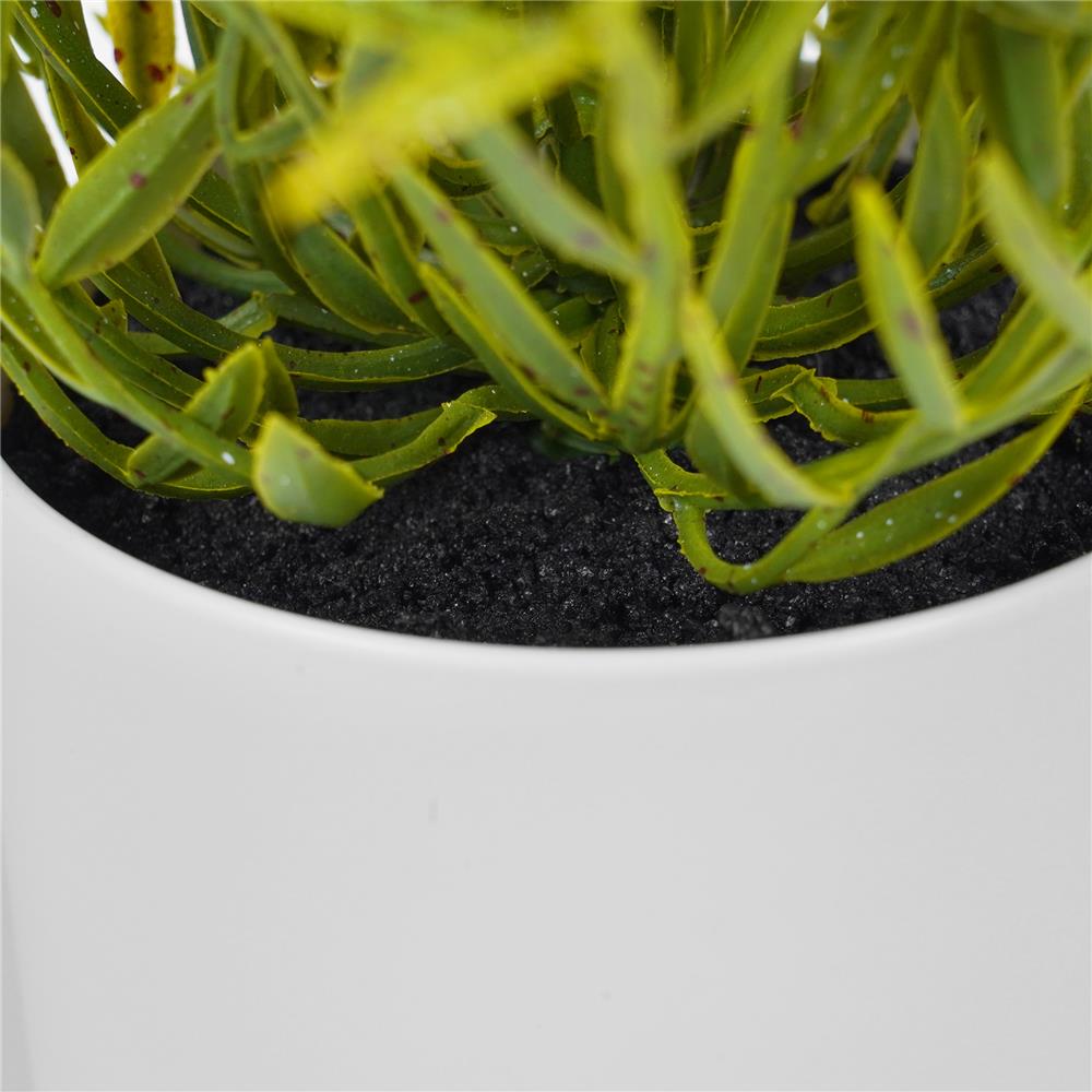 ต้นไผ่ญี่ปุ่น SPRING 25 ซม.