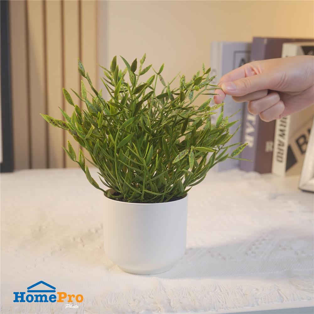 ต้นไผ่ญี่ปุ่น SPRING 25 ซม.