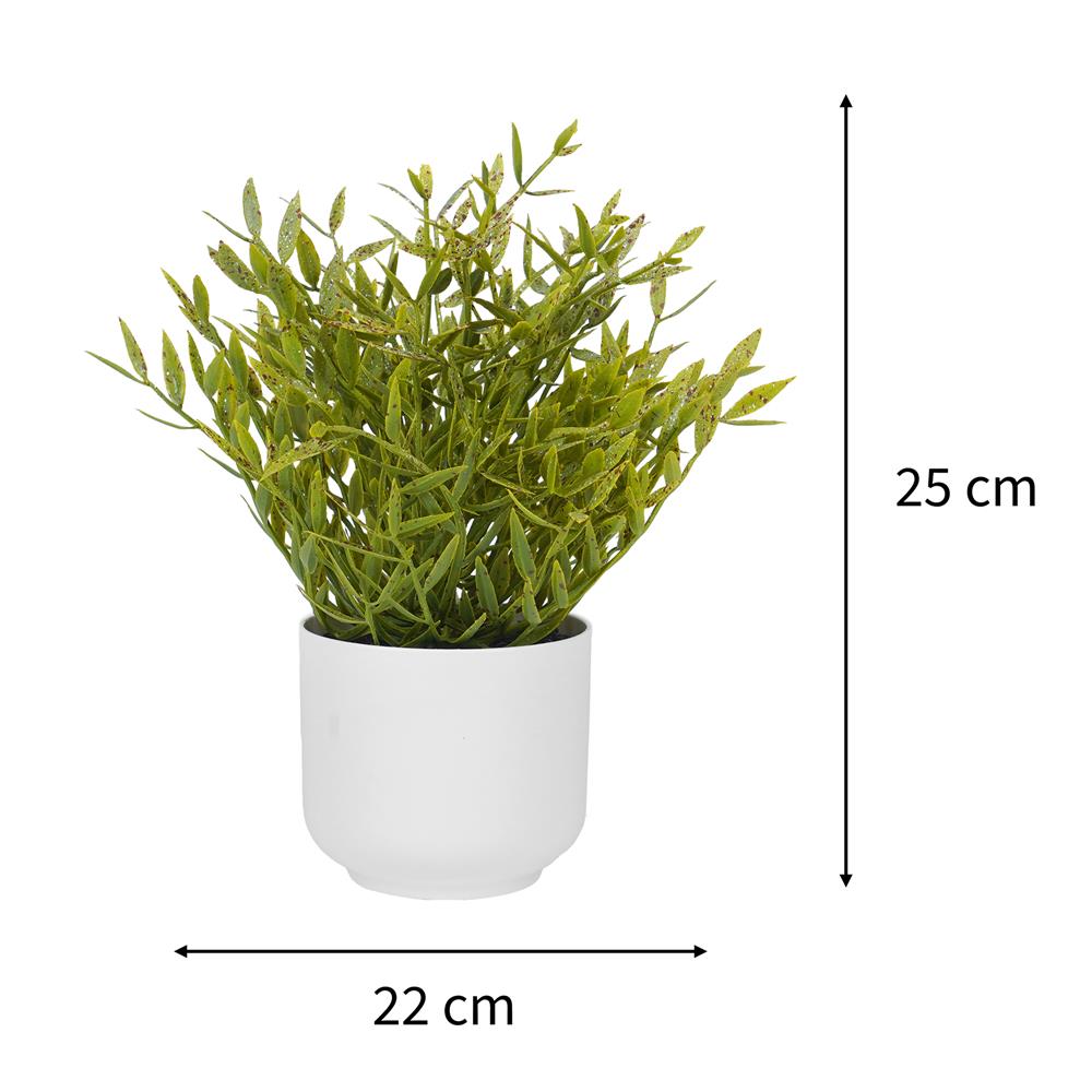 ต้นไผ่ญี่ปุ่น SPRING 25 ซม.