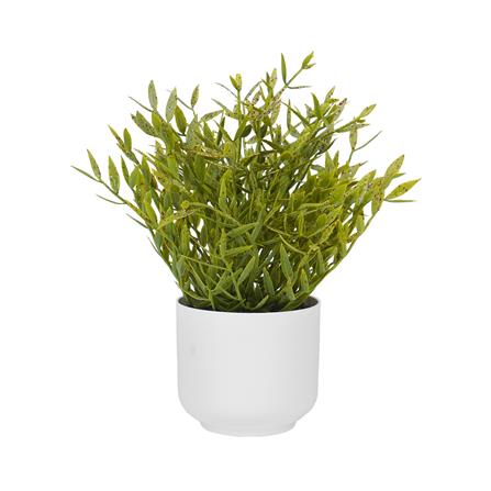 ต้นไผ่ญี่ปุ่น SPRING 25 ซม._0