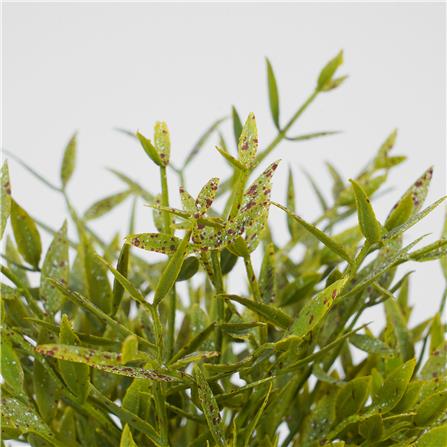 ต้นไผ่ญี่ปุ่น SPRING 25 ซม._2