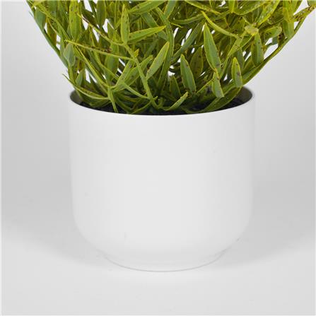 ต้นไผ่ญี่ปุ่น SPRING 25 ซม._3