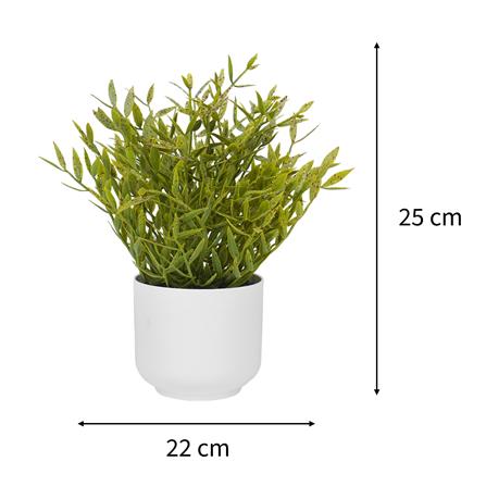 ต้นไผ่ญี่ปุ่น SPRING 25 ซม._6