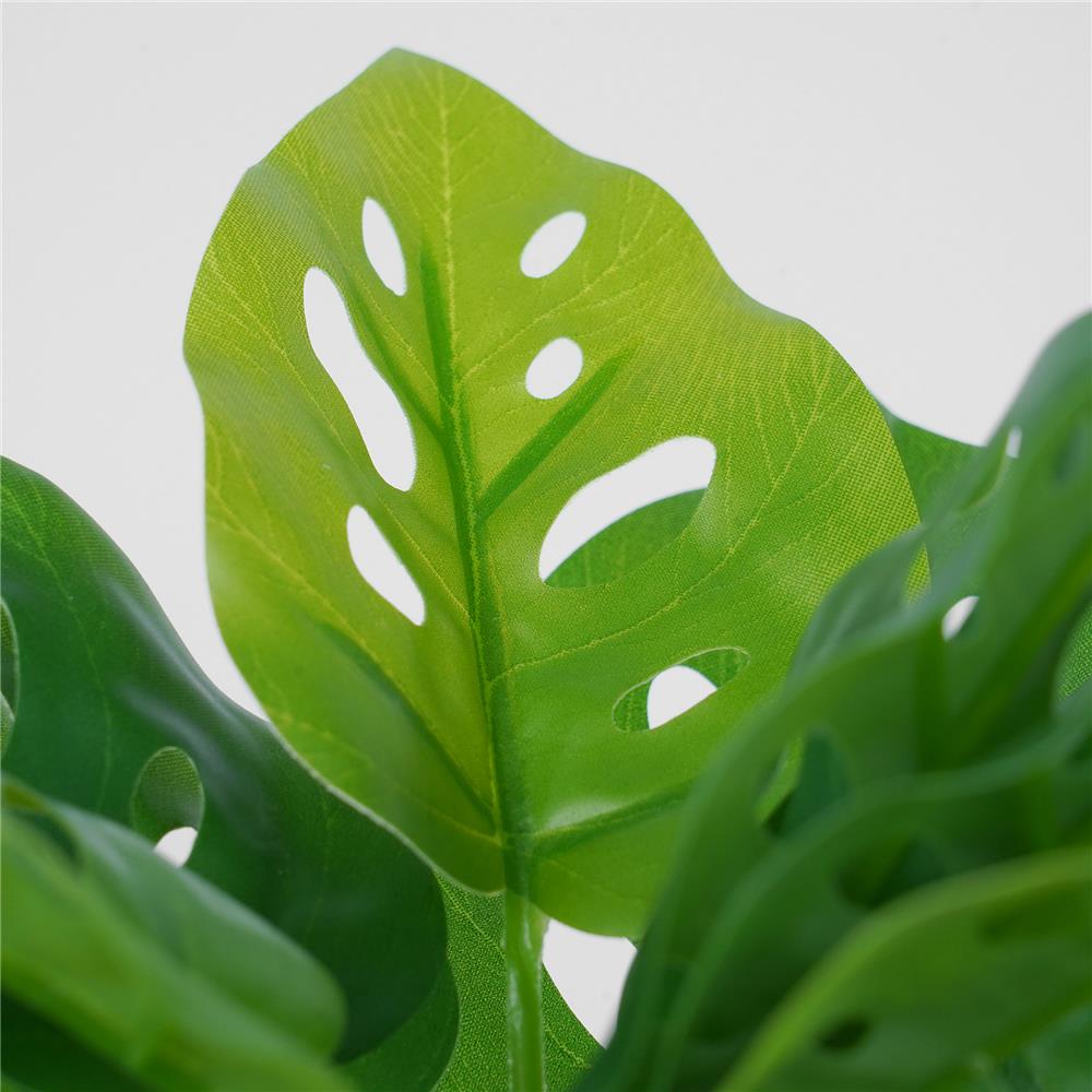 ต้นมอนสเตอร่าลายจุด SPRING 22 ซม.