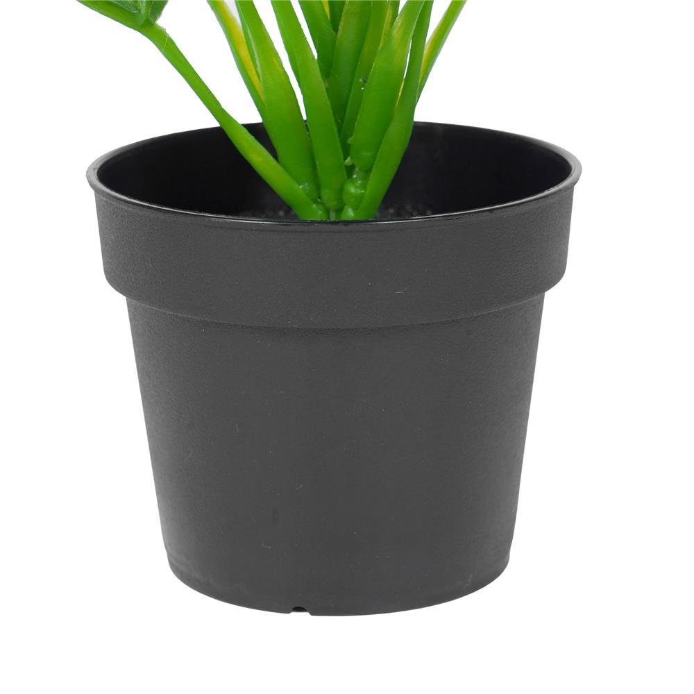 ต้นมอนสเตอร่าลายจุด SPRING 22 ซม.