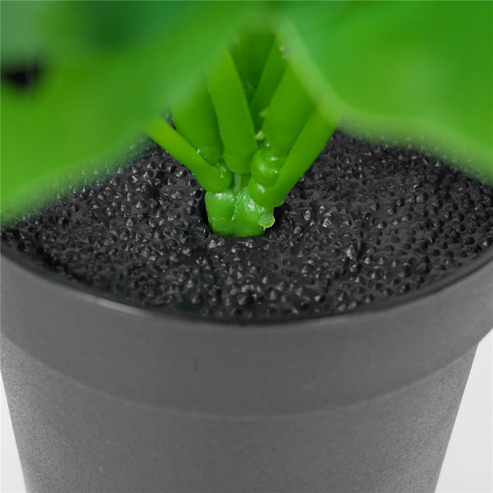 ต้นมอนสเตอร่าลายจุด SPRING 22 ซม.