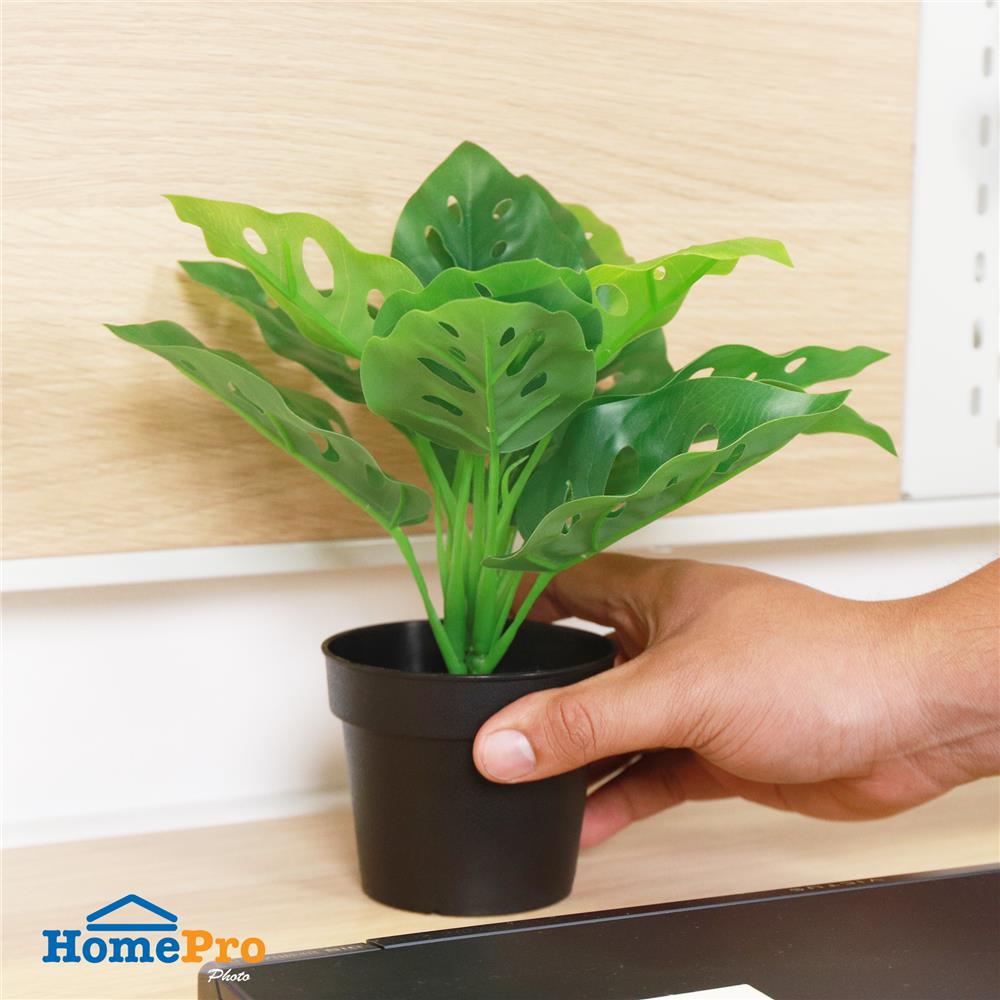 ต้นมอนสเตอร่าลายจุด SPRING 22 ซม.